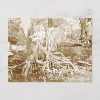 Infrared roots postcard