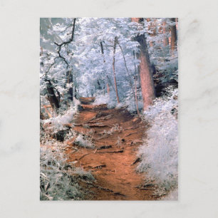 Infrared woodland path postcard