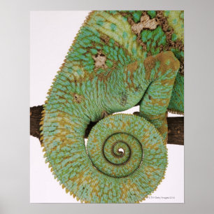 Inhabits dry mountainous areas. Indigenous Poster