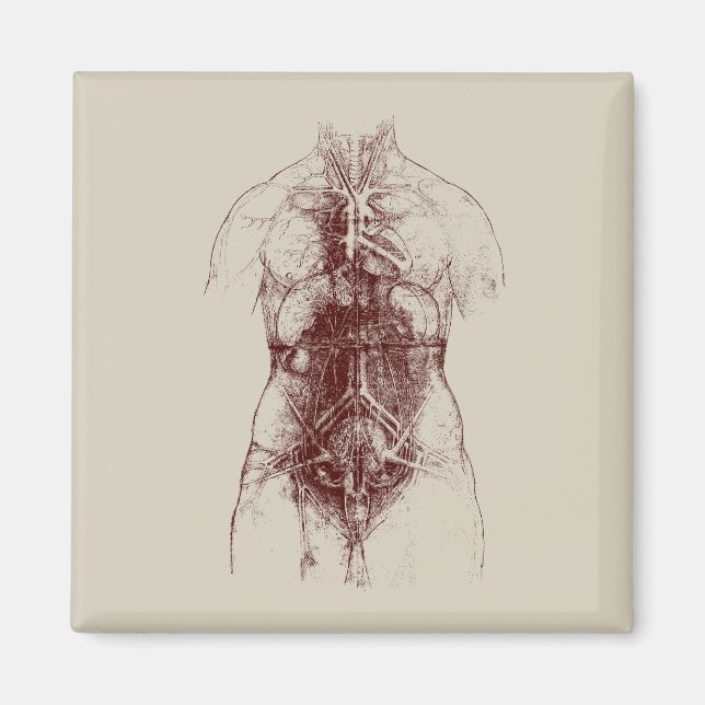 inner body magnet (Front)