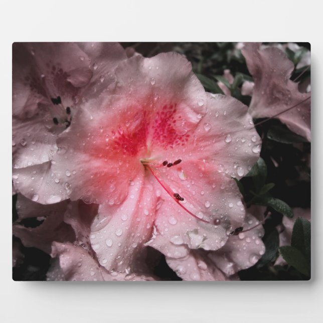 Inner Glow Photo Plaque (Front)