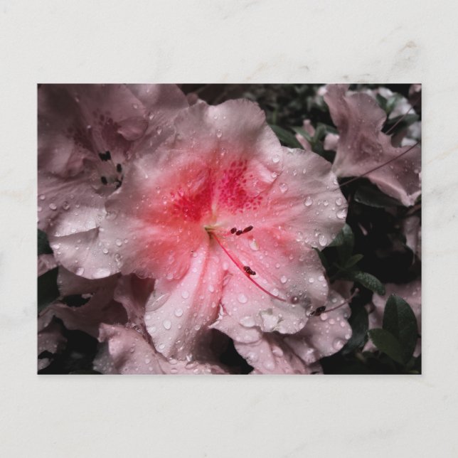 Inner Glow Postcard (Front)