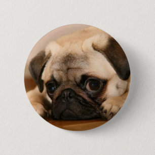 " Innocent " Pug 6 Cm Round Badge