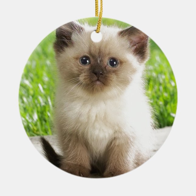 Innocent Ragdoll Kitten Ceramic Tree Decoration (Front)