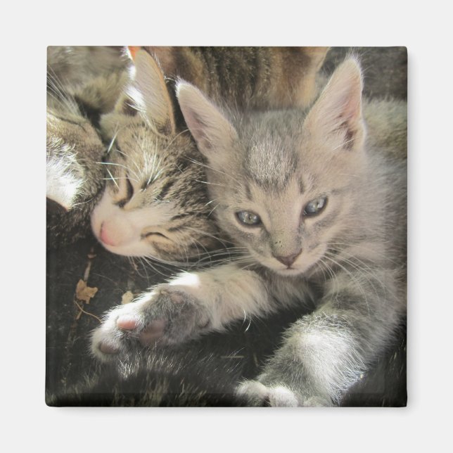 Inoki Kitten Magnet (Front)