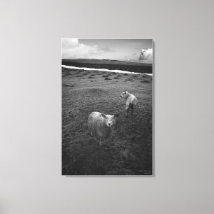 Inquisitive Dartmoor Sheep - Is that Ewe? Canvas Print