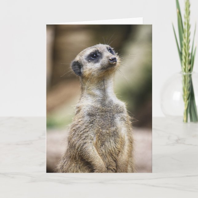 InquisitiveMeerkat Card (Front)