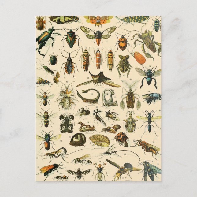 Insect and Bugs Chart Vintage Entomology Postcard (Front)