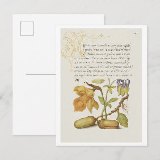 Insect, Daffodil, European Columbine, and English  Postcard