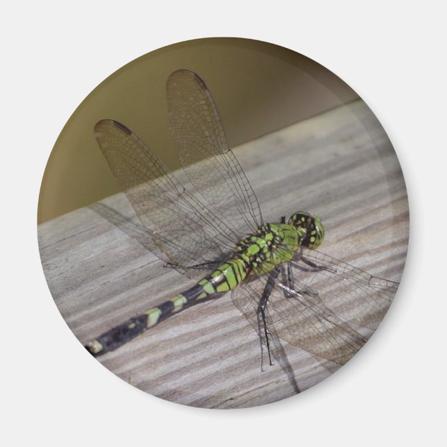 Insect Dragonfly Magnet (Front)