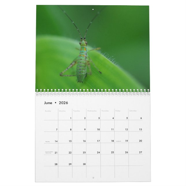 Insect Fascination Calendar (Jun 2026)