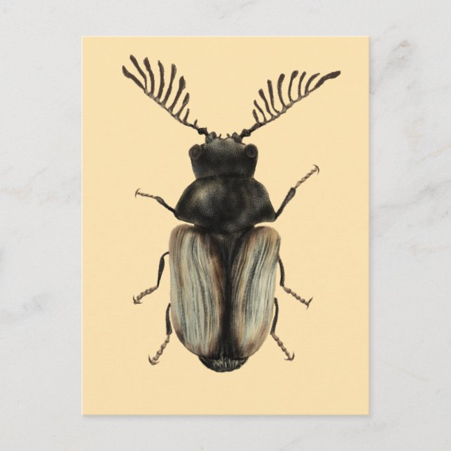 Insect Lover Art: Cool Beetle Postcard (Front)