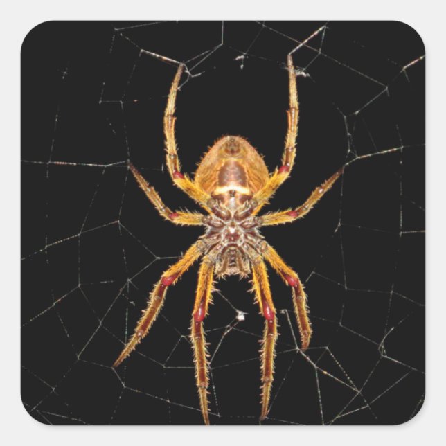 insect macro spider colombia square sticker (Front)