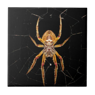 insect macro spider colombia tile