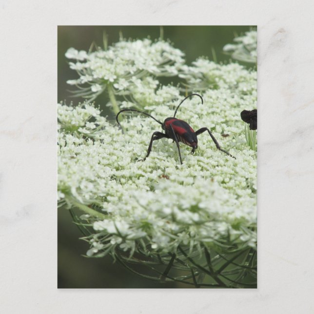 Insect on Elderflower  Postcard (Front)