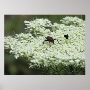 Insect on Elderflower Poster
