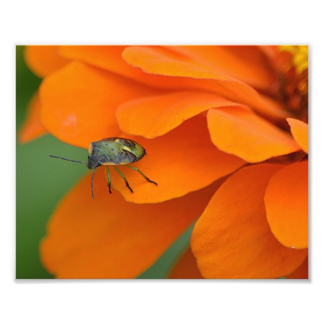 Insect On Flower Photo Print (Front)
