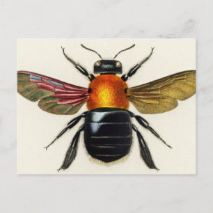 Insect vintage illustrated postcard