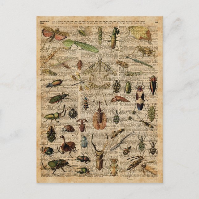 Insects Bugs Vintage Illustration Dictionary Art Postcard (Front)