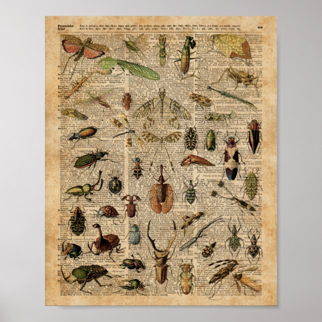 Insects Bugs Vintage Illustration Dictionary Art Poster (Front)