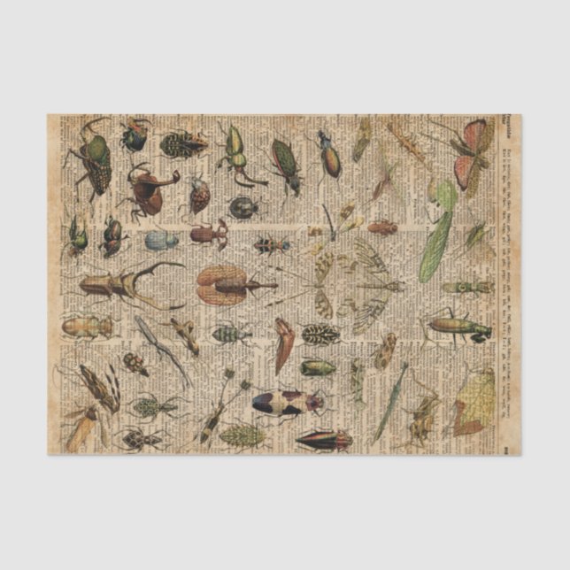 Insects Bugs Vintage Illustration Dictionary Art Tissue Paper (Front)