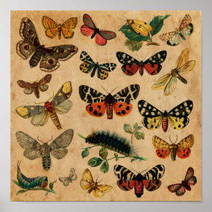 Insects & Butterfly Antique Collection Poster