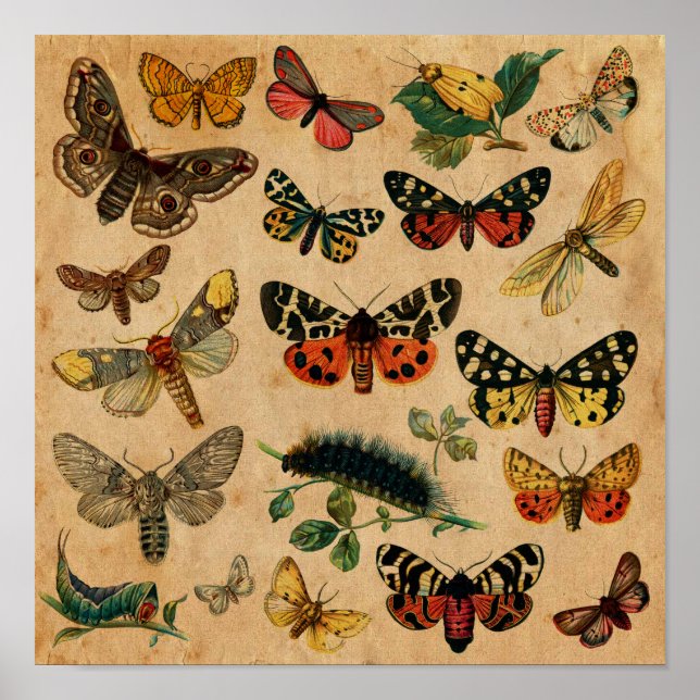 Insects & Butterfly Antique Collection Poster (Front)