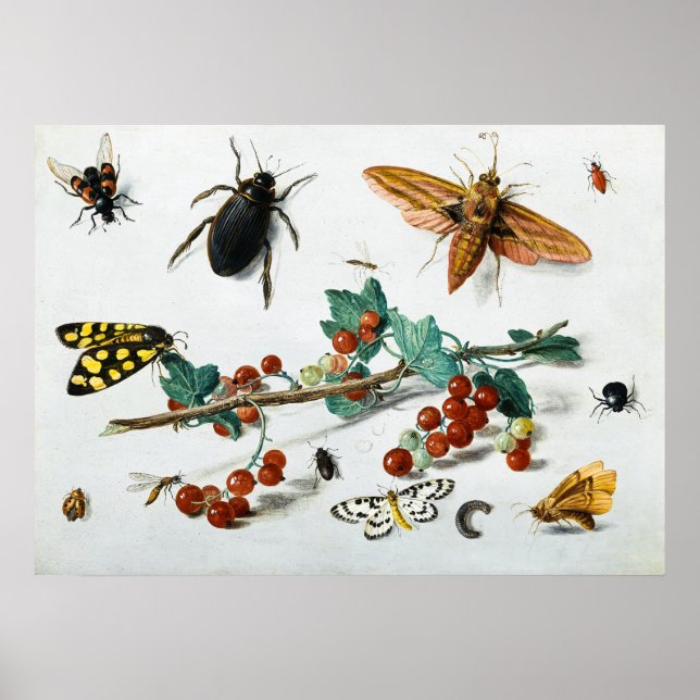 Insects by Jan van Kessel the Elder Poster (Front)