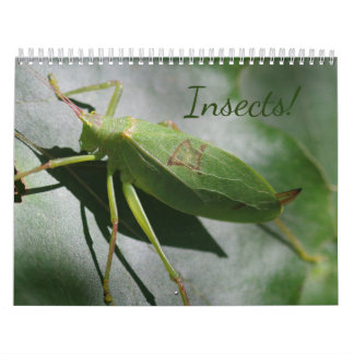 Insects! Calendar