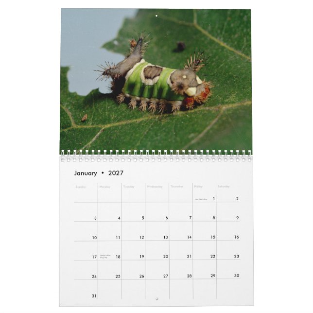 Insects Calendar (Jan 2027)