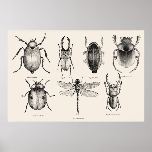 Insects diagram II Poster (Front)
