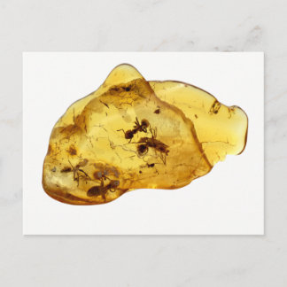 Insects inside amber postcard