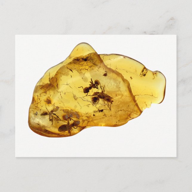 Insects inside amber postcard (Front)