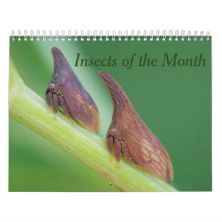 Insects of the Month Calendar