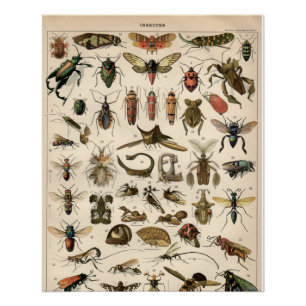 Insects Poster