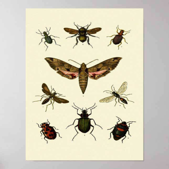 Insects-Print of 9 vintage insects Poster (Front)