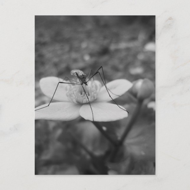 insektschwarzweiß postcard (Front)