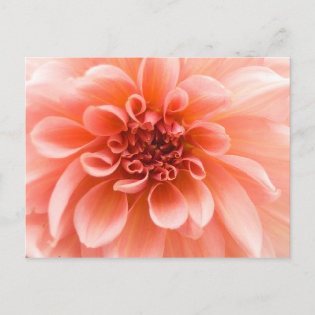 Inside a Dahlia Flower Postcard (Front)