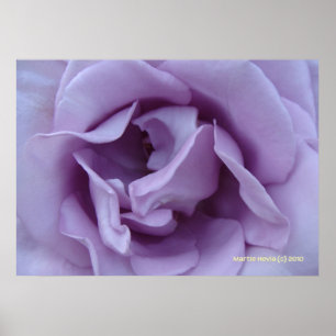 Inside a Lavender Rose Poster