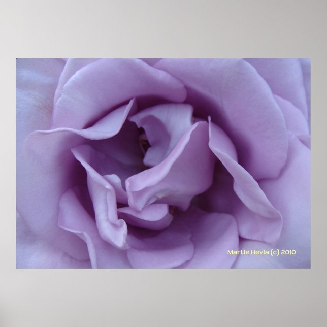 Inside a Lavender Rose Poster (Front)