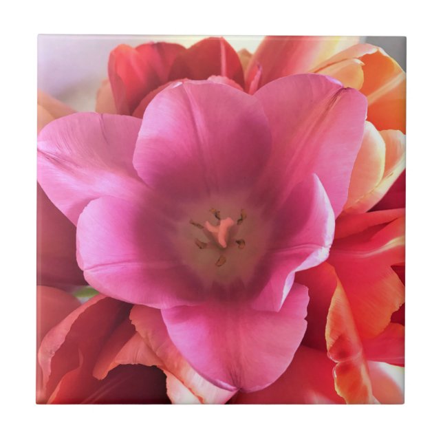 Inside a Pink Tulip Tile (Front)