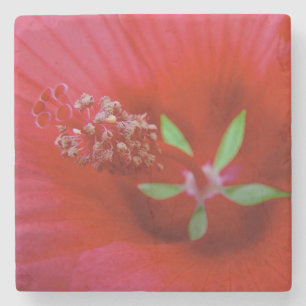 Inside A Red Hibiscus - Macro Photography Stone Coaster
