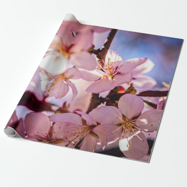Inside A Sakura Tree Wrapping Paper (Unrolled)