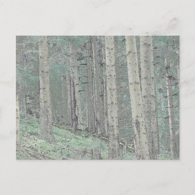 Inside a spruce forest postcard (Front)