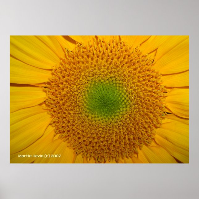 Inside a Sunflower Poster (Front)