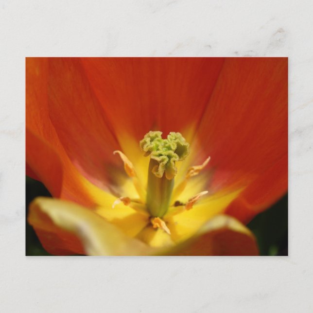 Inside a Tulip Postcard (Front)