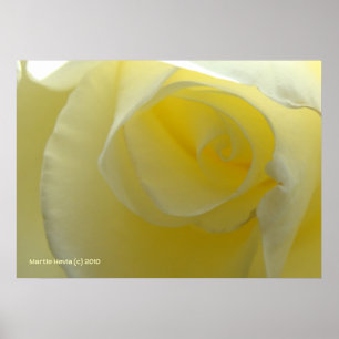 Inside a White Rose Poster