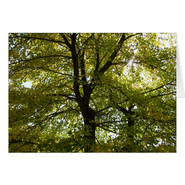 Inside a Yellow Maple Tree Autumn Nature (Front Horizontal)