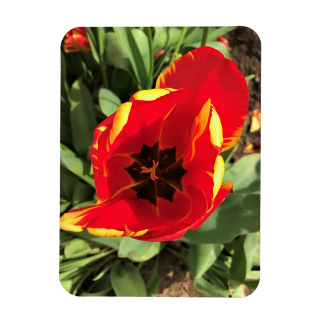 Inside Banja Luka Tulip, Oregon Magnet (Vertical)