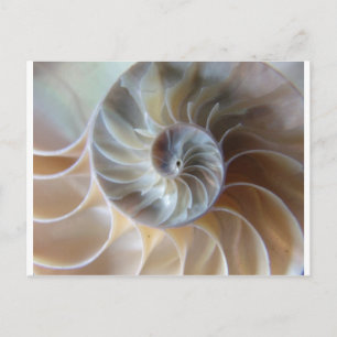 Inside Nautilus Postcard